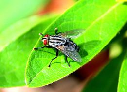 Sarcophagidae Flesh Fly Insect