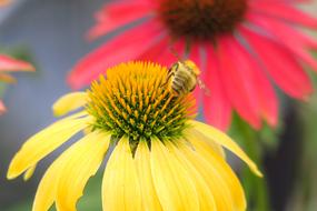 Hummel Acker Coneflower