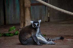 Lemur Animal Zoo
