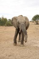 Elephant Wildlife Animal