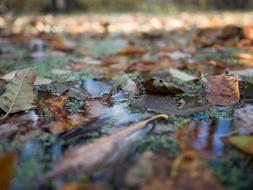 Leaves Water Background