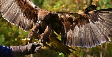 Adler Raptor Bird Of Prey