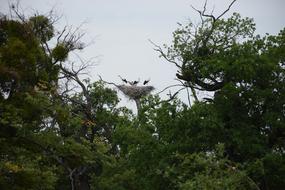 Stork Nest Bird