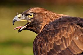 screaming big eagle