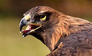 Adler Raptor Bird Of Prey