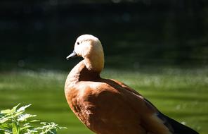 Rust Goose Bird