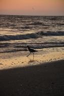 Bird Seagull Beach