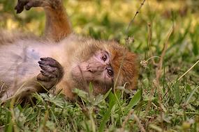 Barbary Ape Endangered Species