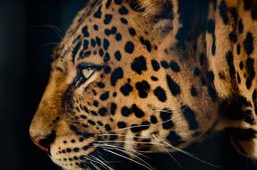 Leopard Extremely Close Eye