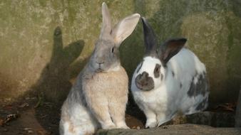 Rabbit Rodent Animal