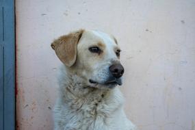 Dog Animal Pet