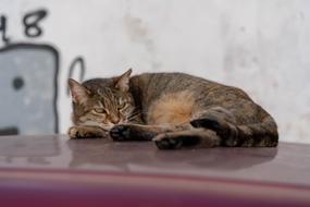 Cat Car Roof Concerns