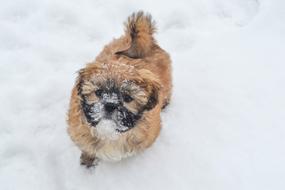 Puppy Dog Snow