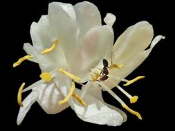 insects in a white flower