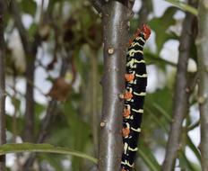 Colombia Insect