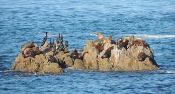 animals on rocks in the sea
