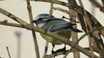 Bird Tit Spring