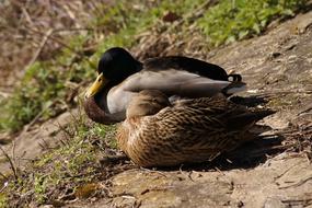 Ducks Duck Bird