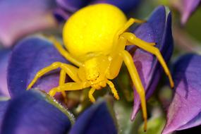yellow beetle on a flower