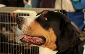 Dogshow Great Swiss Mountain Dog