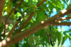 Budgie Bill Bird