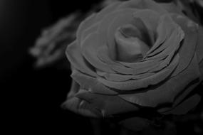 a beautiful rose in the dark