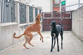 Dogs Playing Saluki Persian