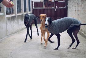 Playing Spanish Galgo Dogs