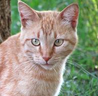 red cat is not happy