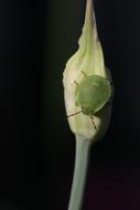 closed green bud