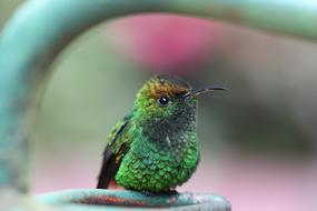 Hummingbird Bird