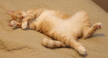 cat sleeping on a blanket