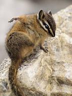 Chipmunk Cute Furry