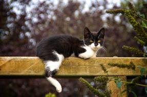 Cat Animal Pet Cute