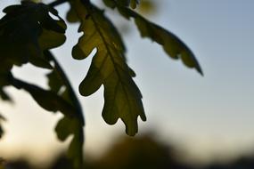 Green Leaf Oak blur