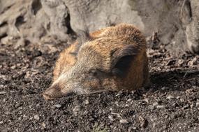 Boar Animal Pig