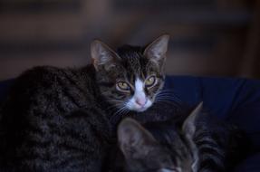 Domestic Cat Pet photo