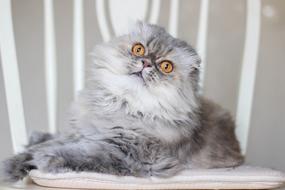 Cat Chic Beautiful