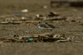 Animal Sea Beach Wild
