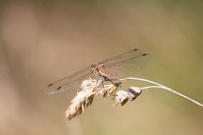 photo of Dragonfly Insect at Nature