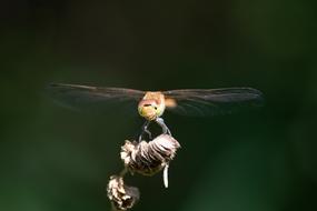Dragonfly Insect in Nature
