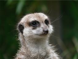 wild Meerkat Mammal Predator photo