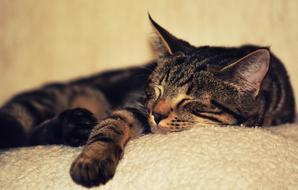 Kitten Cat Pet