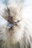 furry white Chicken Bird