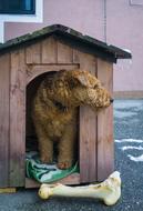 dog in a small wooden house