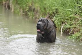 dog swimming in the lake