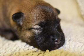 Puppy Dog Pup Female