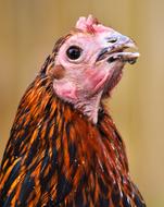 Chicken Agriculture Animal