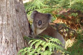 Koala Australia Animal