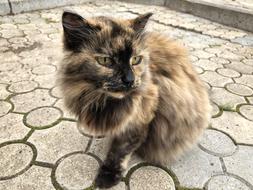 fluffy cat in the yard